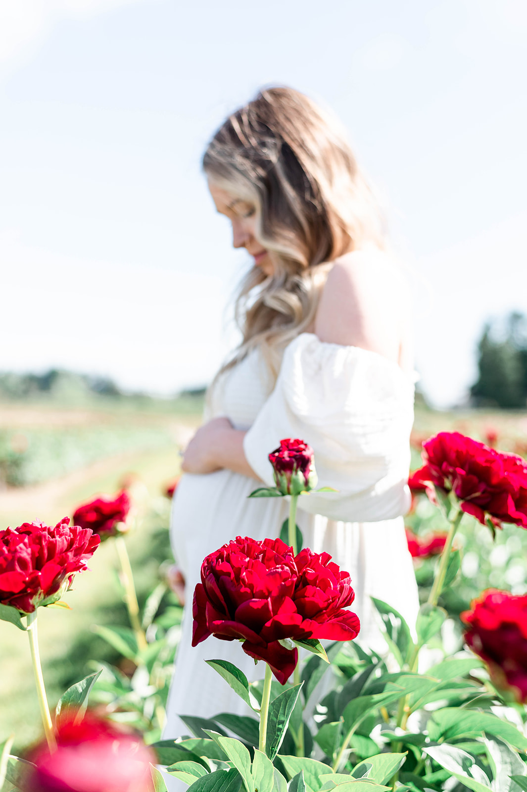 mama-to-be in a field of red peony flowers