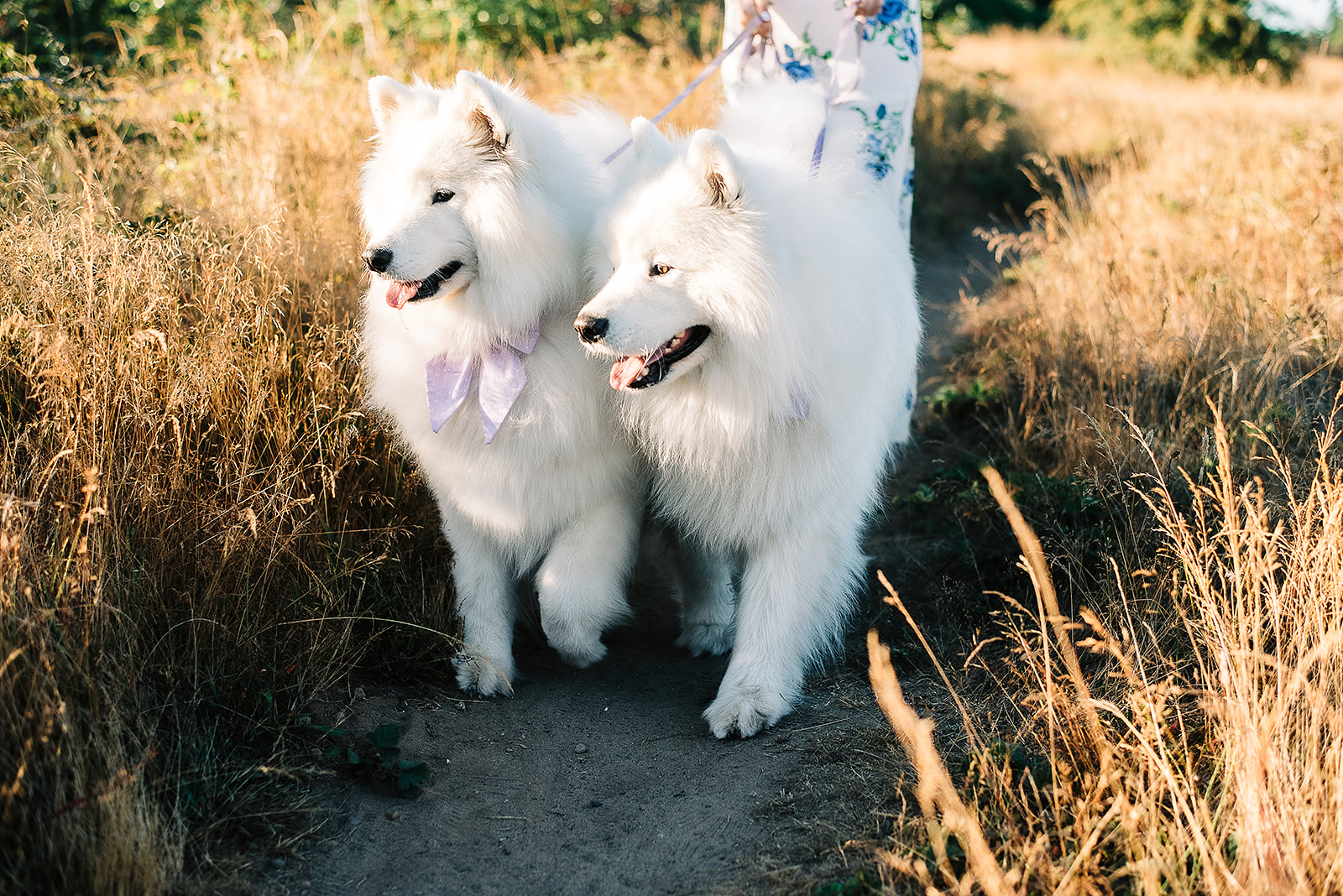 two white Samoyeds photographed at sunset in Seattle, WA
