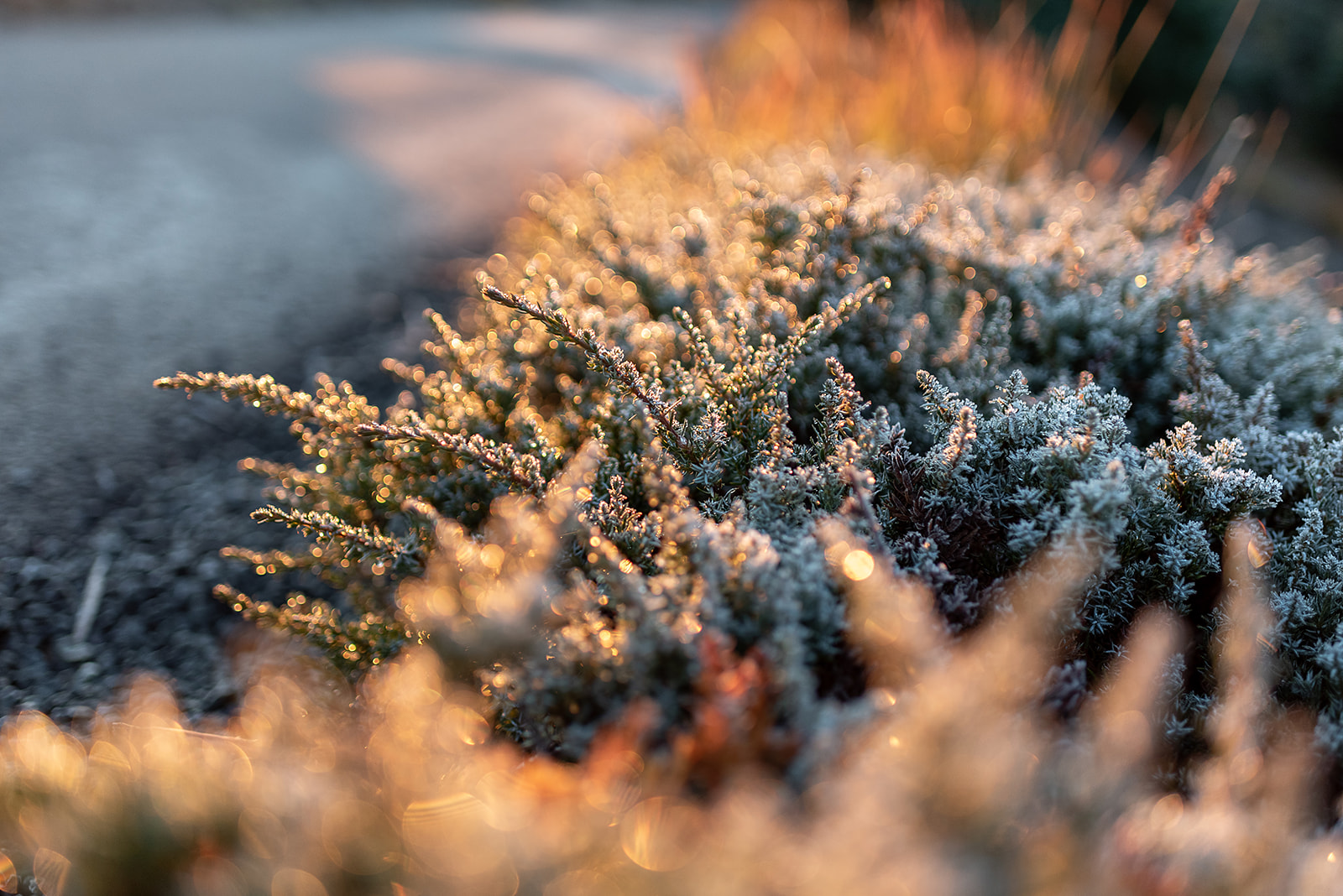 This is a close up of a frost plant on a mountain.