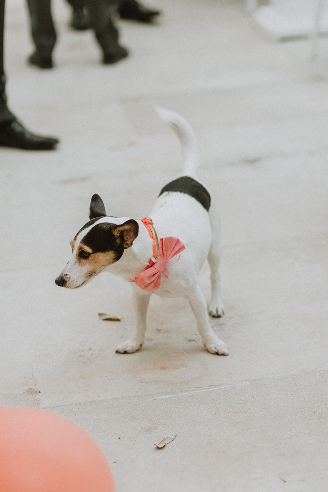 dog with bow tie at wedding
