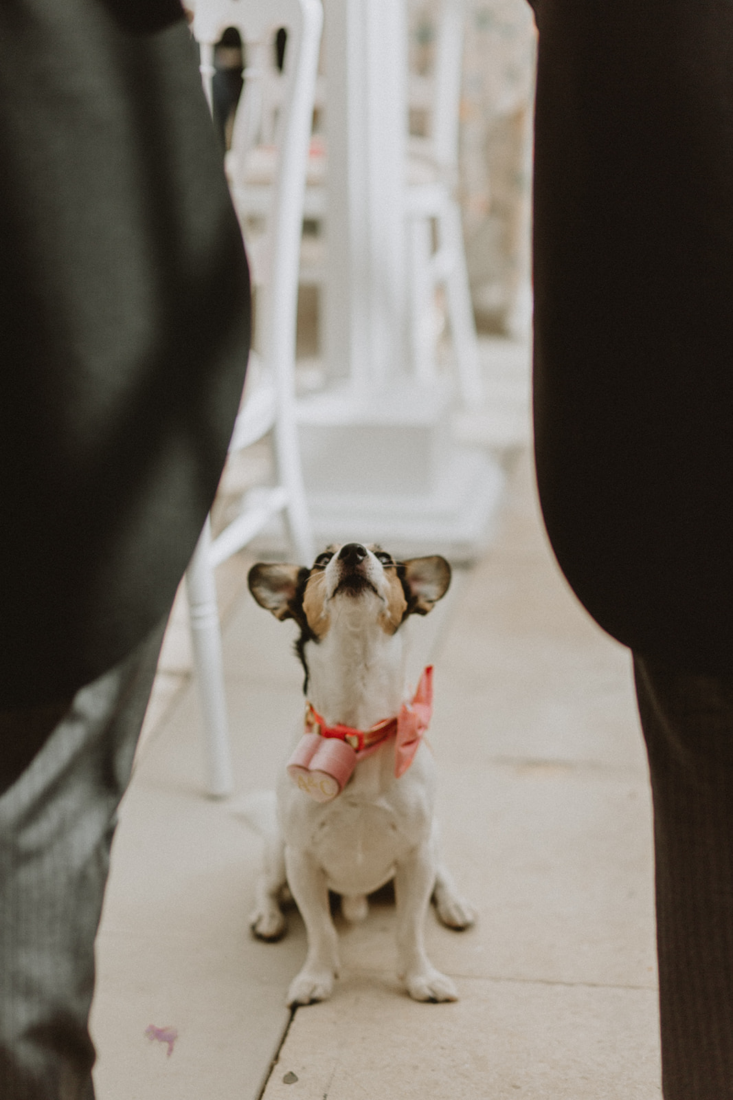 should I bring my dog to a wedding?