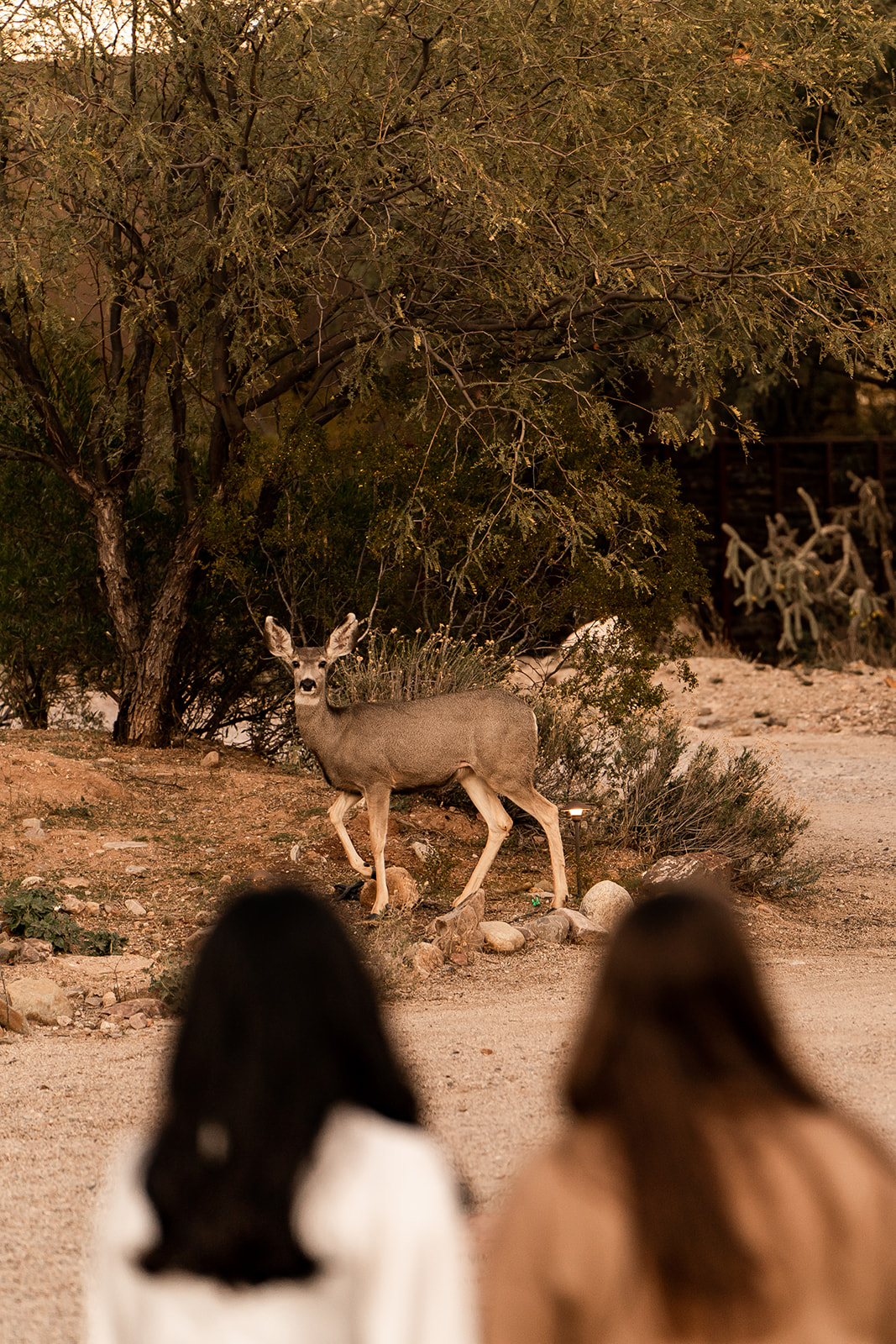 miraval arizona resort photography deer
