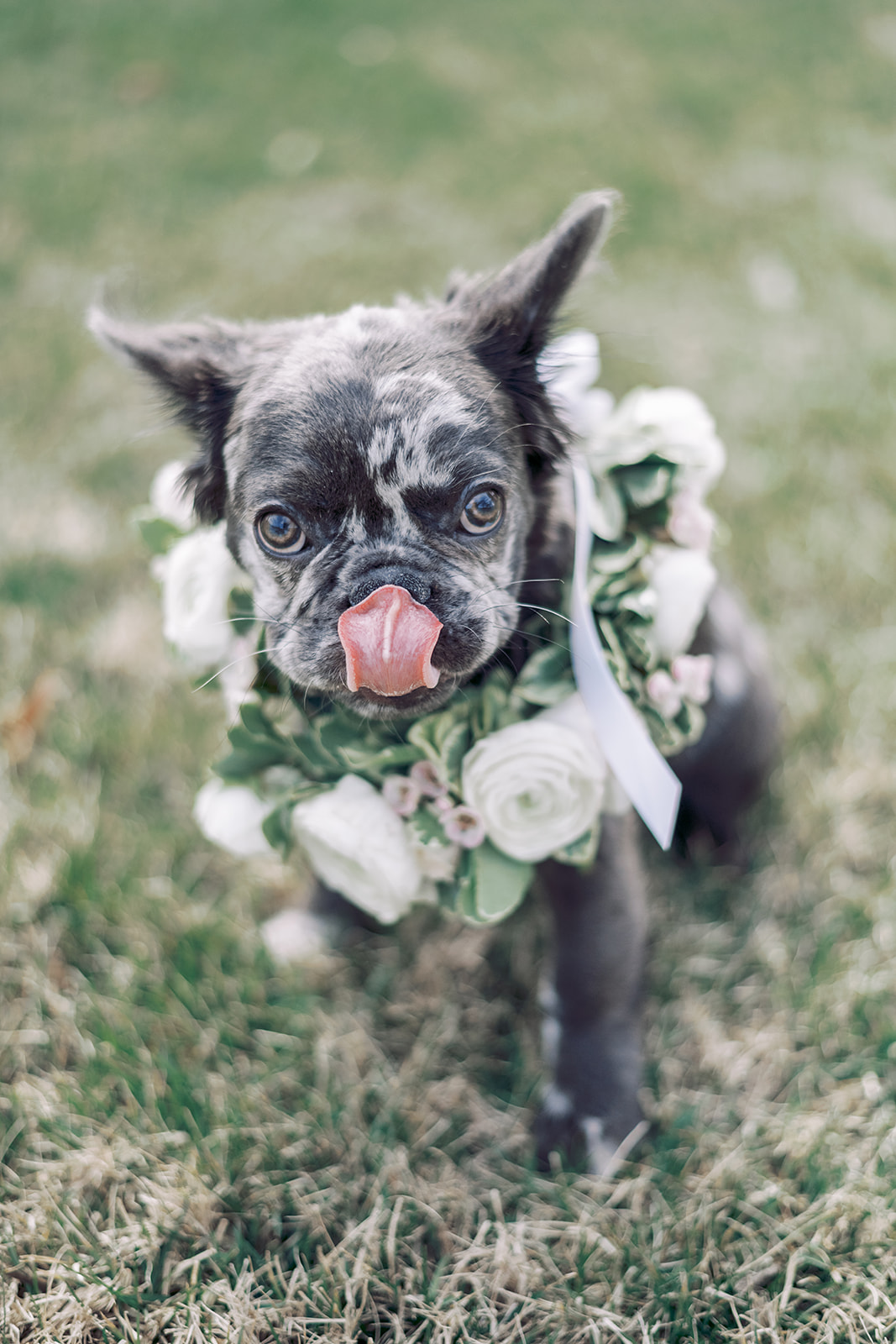 Fluffy frenchie puppies wedding photography