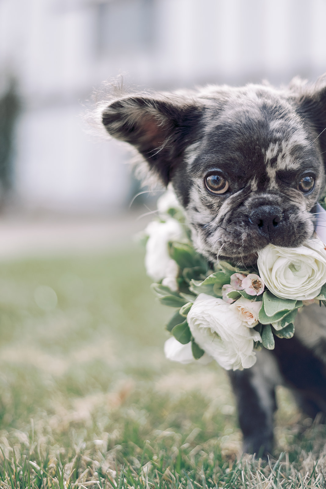 Fluffy frenchie puppies wedding photography