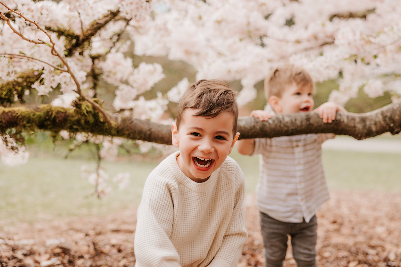 A photograph of two young boys laughing together while playing under a cherry blossom tree. 