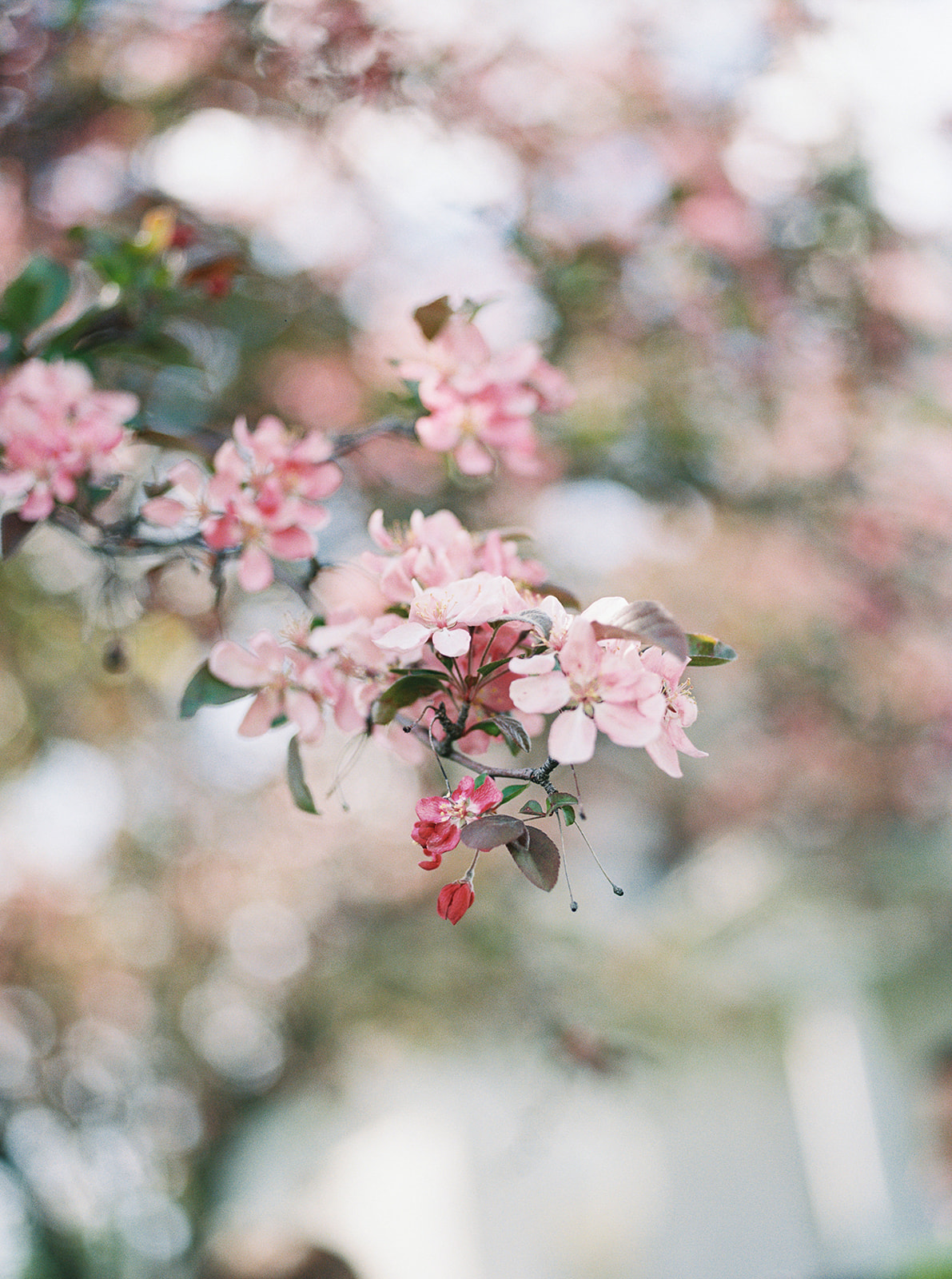 spring flowers on film