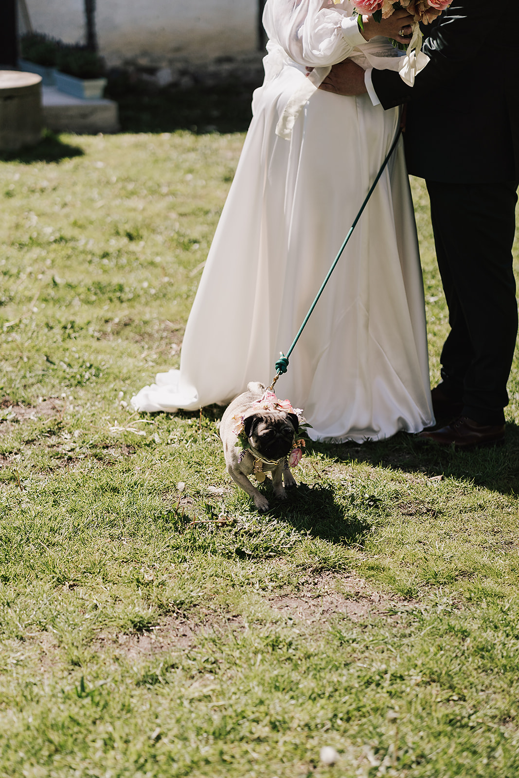 couples dog waiting patiently to walk down aisle