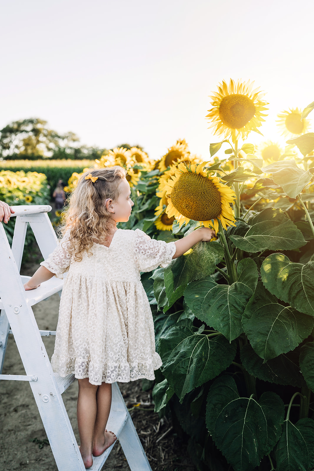 Sunflower session with child