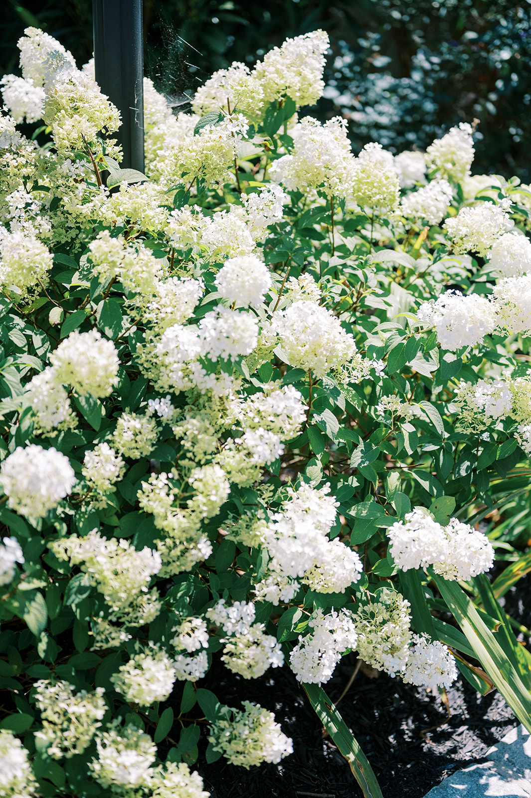detail photo of green and white flowers 