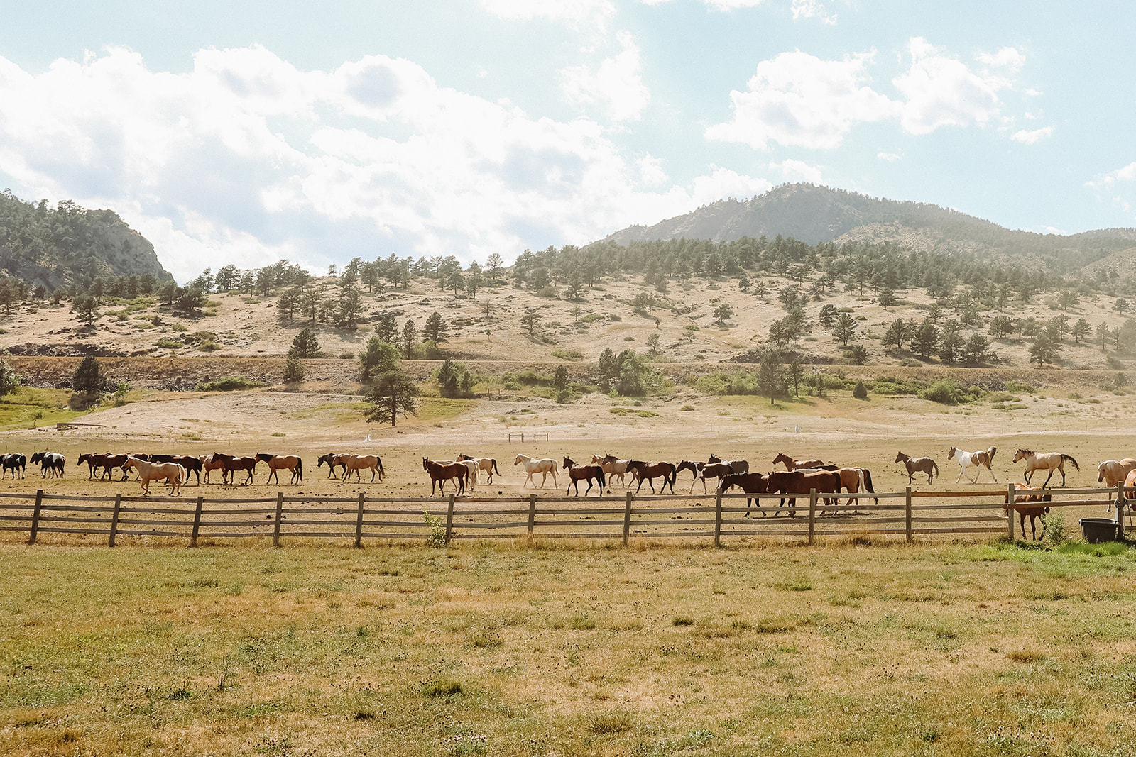 Horses running in a farm during a Rocky Mountain Bride Styled Editorial