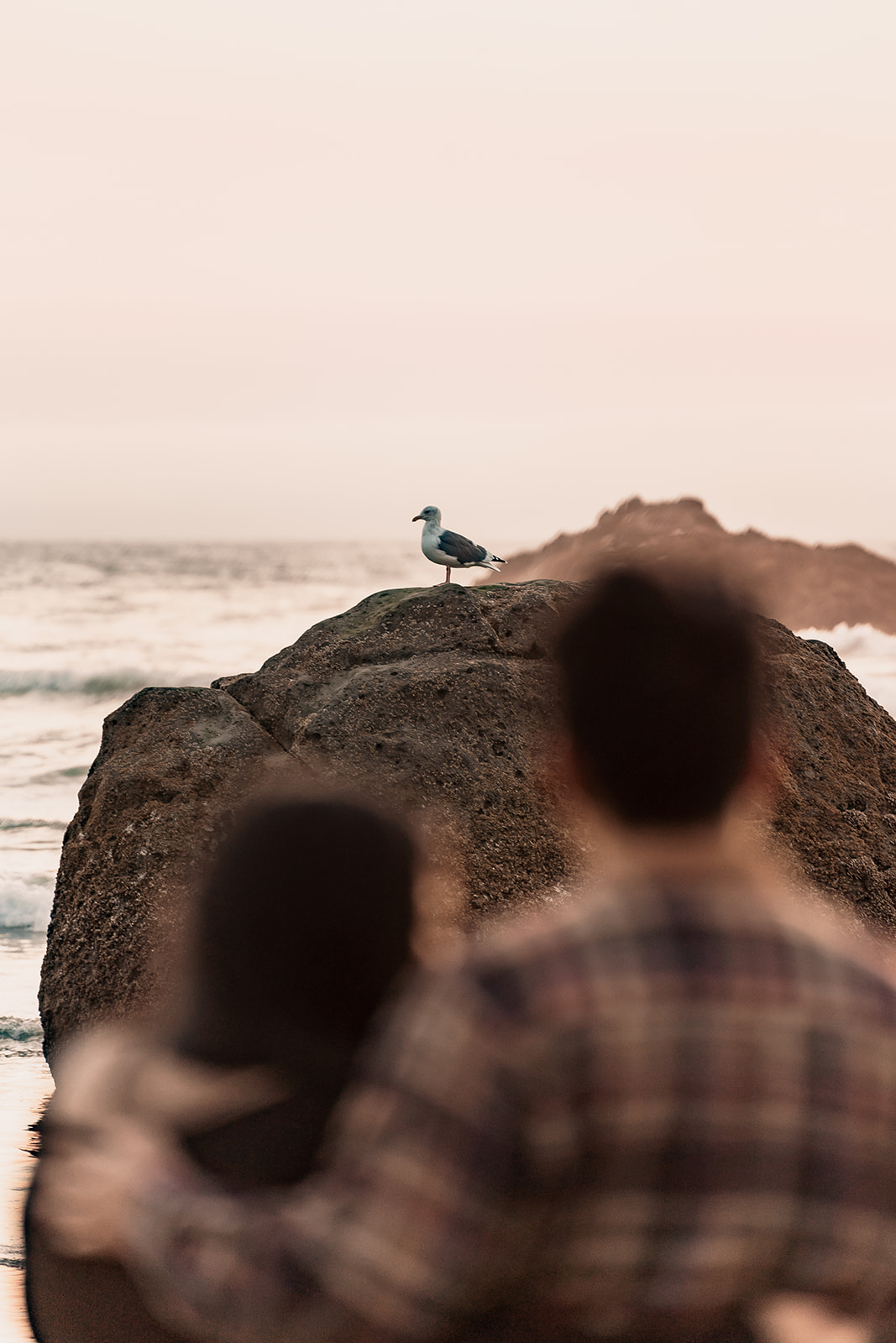 seagull at hug point in engagement photo shoot