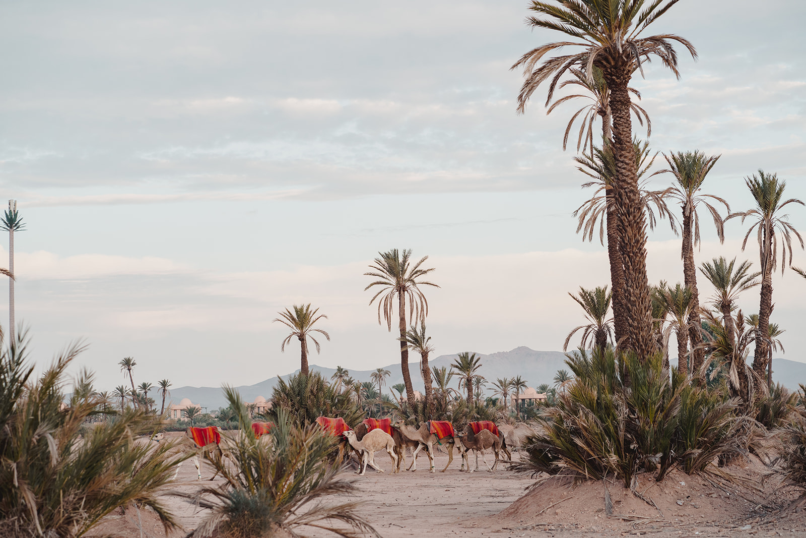 Camels walking through the Moroccan dessert at sunrise