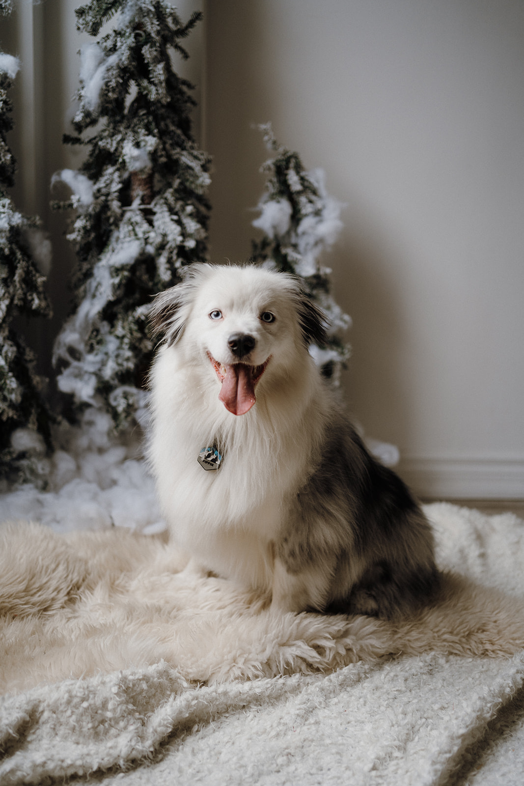 A dog sitting in front of a Christmas Tree.