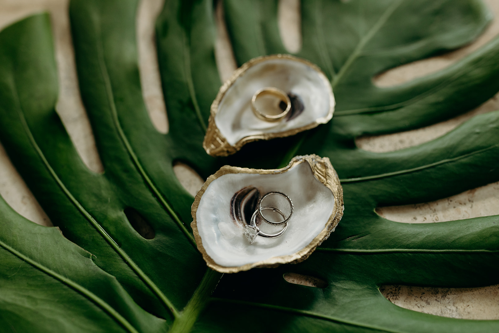 Gold rimmed oyster shells and wedding rings 