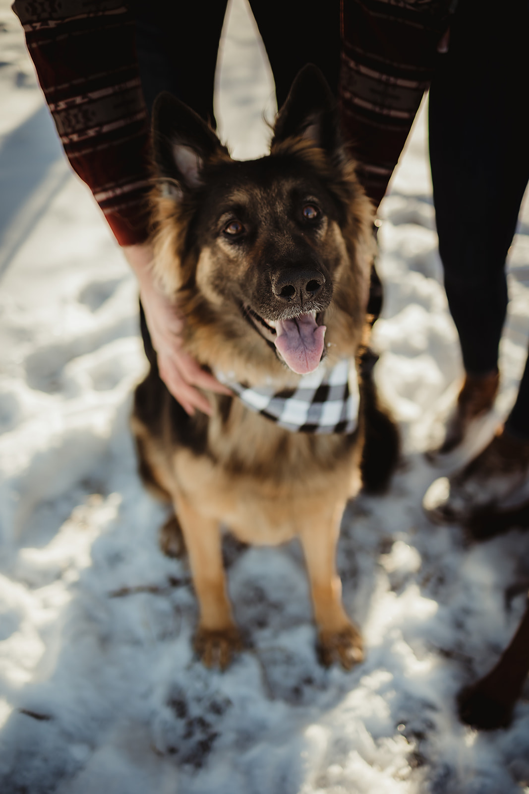 beautiful dog part of their humans engagement session in green bay