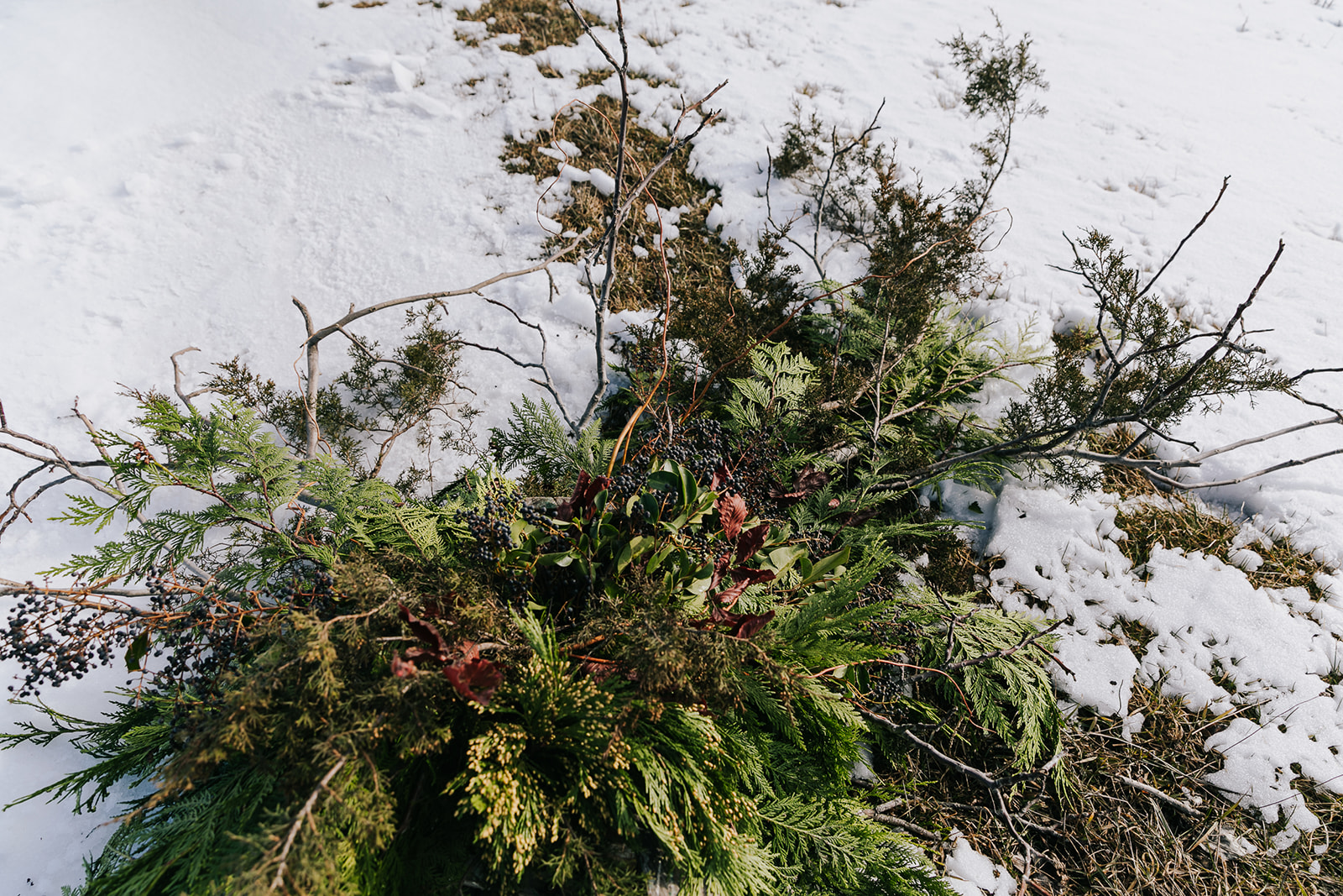 lifestyle brand portraits - winter floral installation -Beaux Florals