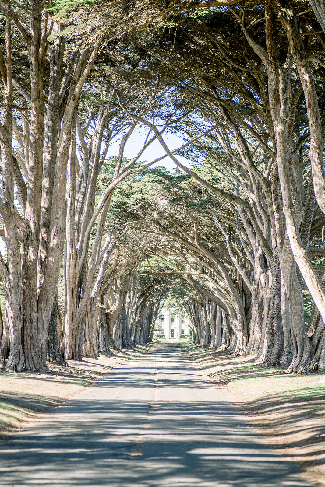 Cypress tree tunnel at Point Reyes CA