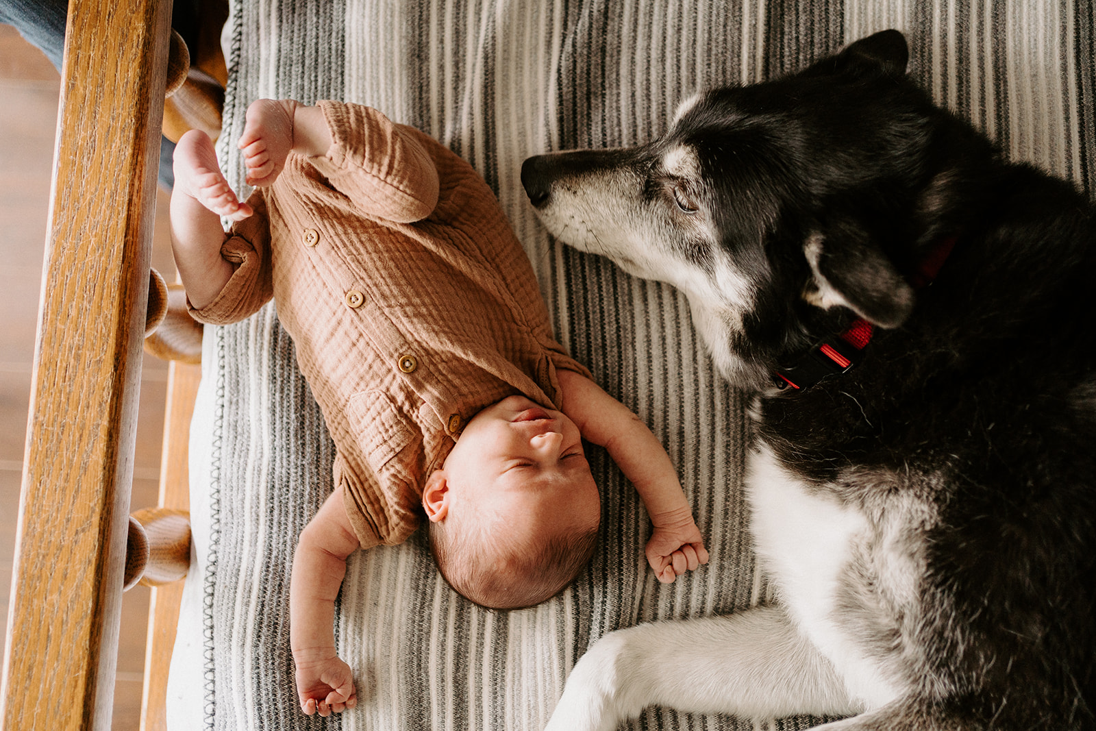 Home family newborn session with black and white dog