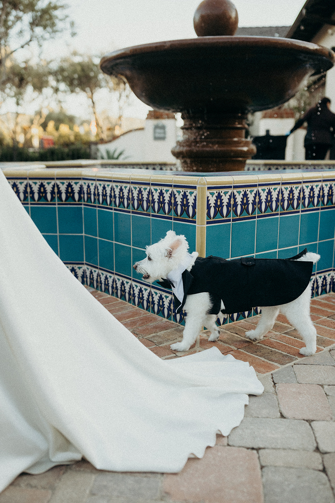 dog wearing tux for wedding