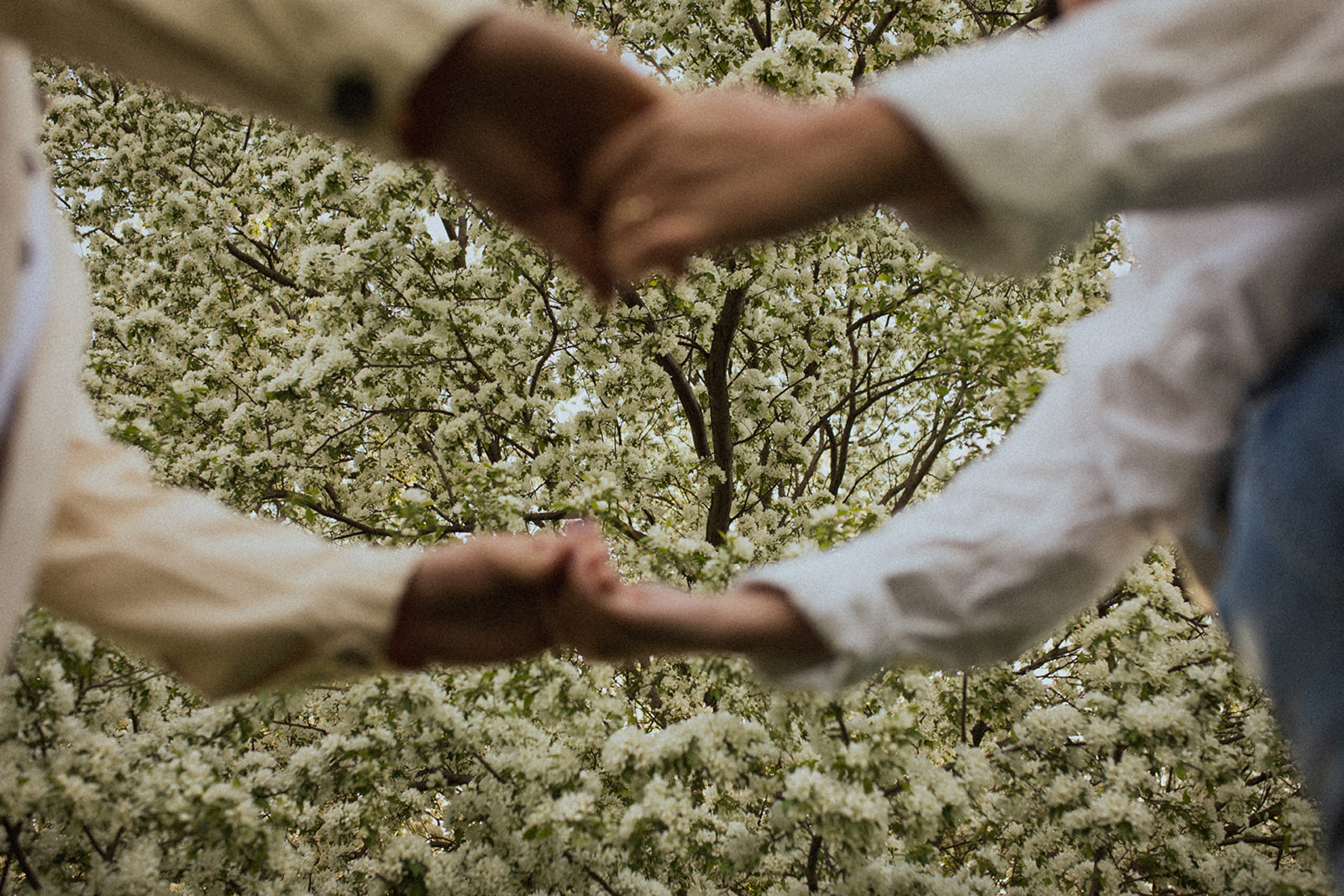 Couple holding hands under flowering trees at the Lyndale Rose Garden in Minneapolis